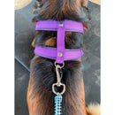 Cachorro coleira colocamos nome e telefone regulagem guia anti puxão lançamento roxo reforçado