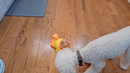 Dispensador Interativo De Comida Para Pets Em Forma De Pato Amarelo, Tigela Lenta para Pets