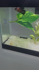 Folha de Descanso para Peixe Betta – Antiestresse, Atóxica, Conforto e Bem-Estar no Aquário