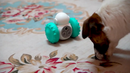 Brinquedo Interativo Gato E Cão Alimentador De Ração Pet