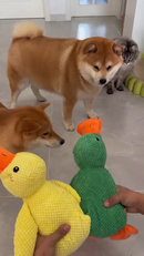 Brinquedo Interativo de Pelúcia para Cães e Gatos Pato 23cm