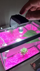 Aquário Completo Beteira - Aquário + Luminária + Decorações + Aquecedor + Ração e Anticloro