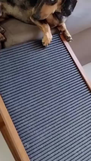 Rampa Pet para Cama e Sofá Antiderrapante Cães Gatos Ajustável Madeira de Pinus Regulável Cachorros