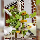 Pendura Rango para calopsitas, RingNeck e Agapornis, Comedouro Psita Store
