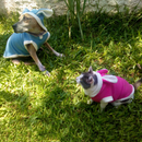 Roupa pet de coelho para cachorro e gato FANTASIA PET coelho da pascoa