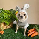 Roupa pet de coelho para cachorro e gato FANTASIA PET coelho da pascoa