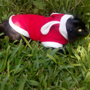 Fantasia de Coelho para Cães e Gatos – Tamanhos 0 ao 12 PÁSCOA