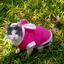 Fantasia de Coelho para Cães e Gatos – Tamanhos 0 ao 12 PÁSCOA