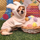 Fantasia de Coelho para Cães e Gatos – Tamanhos 0 ao 12 PÁSCOA