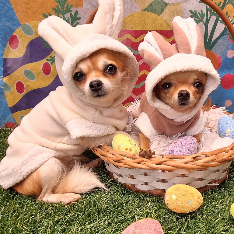 Roupa pet de coelho para cachorro e gato FANTASIA PET coelho da pascoa