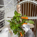 Pendura Rango para calopsitas, RingNeck e Agapornis, Comedouro Psita Store