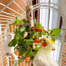 Pendura Rango para calopsitas, RingNeck e Agapornis, Comedouro Psita Store