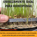 Bandeja Vaso Hidropônico Autoirrigável Grama Graminha para Gato Pet + 50gr Sementes Reutilizável